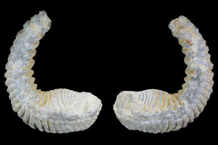 Cretaceous Fossil Oyster (Rastellum) - Madagascar #100936